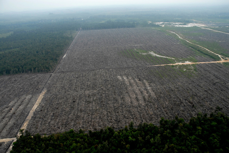 Rainforest land cleared.