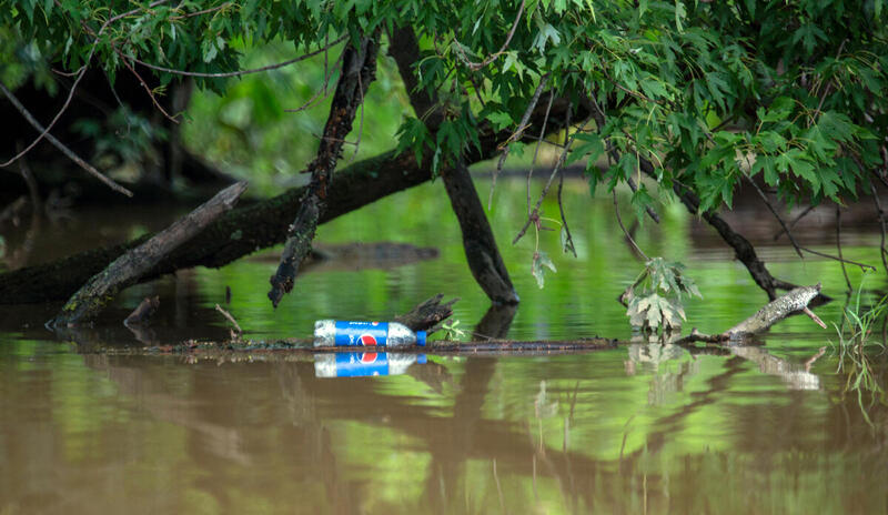 A Pepsi bottle floats along the bank of a river.