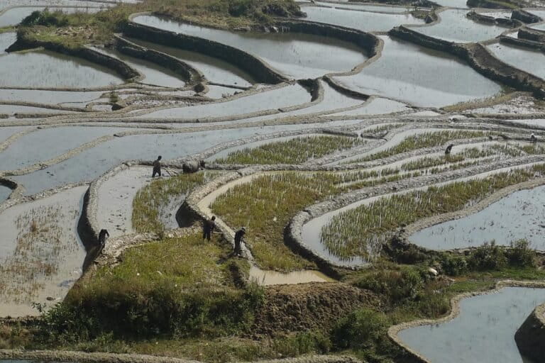 Terraced farming and irrigation, as a traditional small-scale labour-intensive system, Honghe Hani Rice Terraces, China. © Lučka Ažman. Image by Lučka Ažman via Flickr (CC BY-NC-ND 2.0).