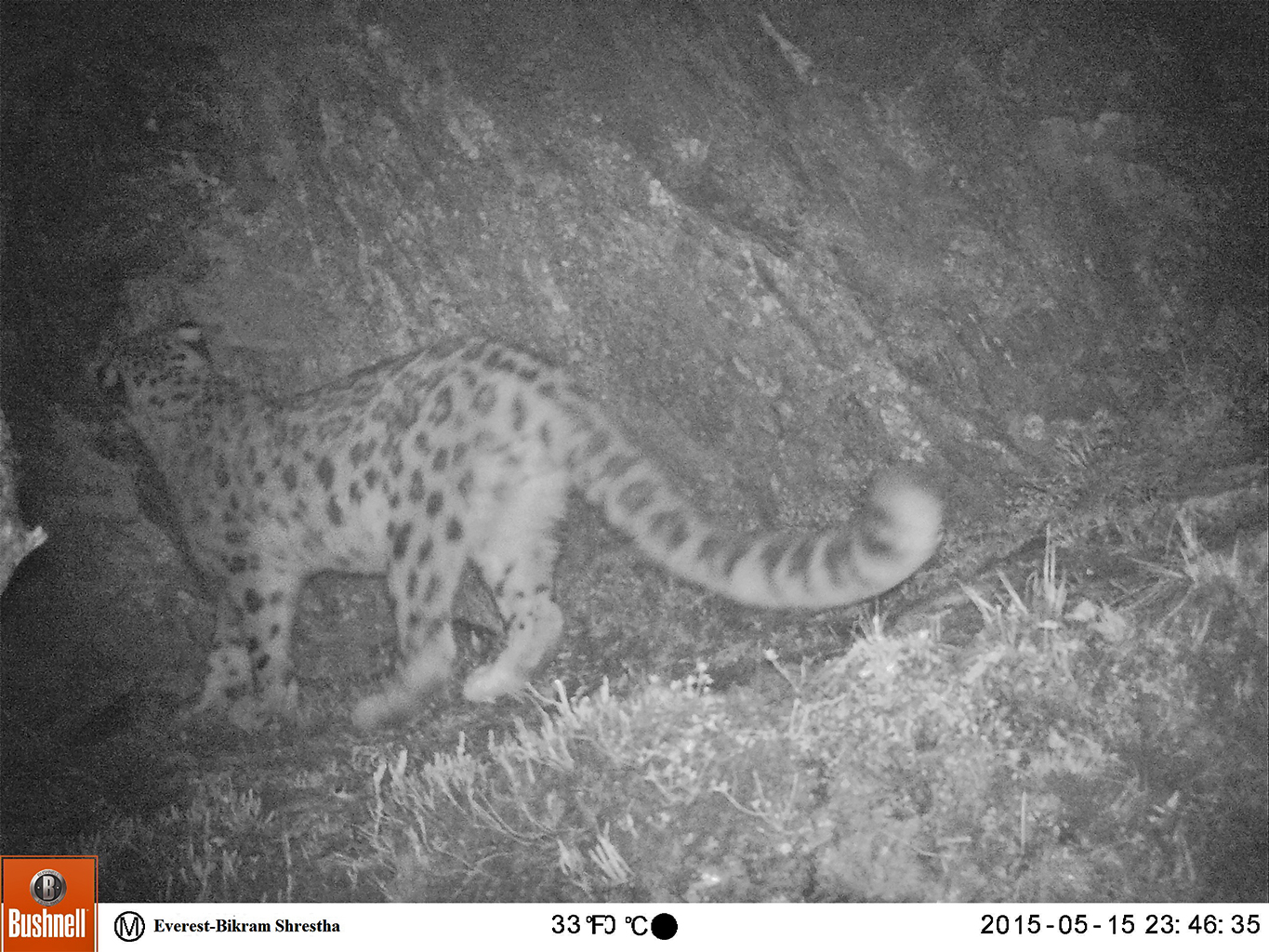 Researchers in Chum of Manaslu Conservation Area to study snow leopard