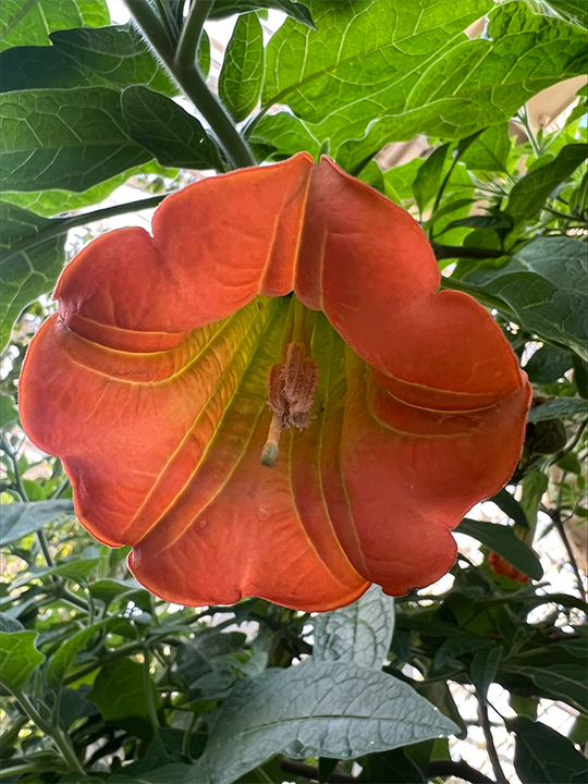 A Red angel's trumpet flower.