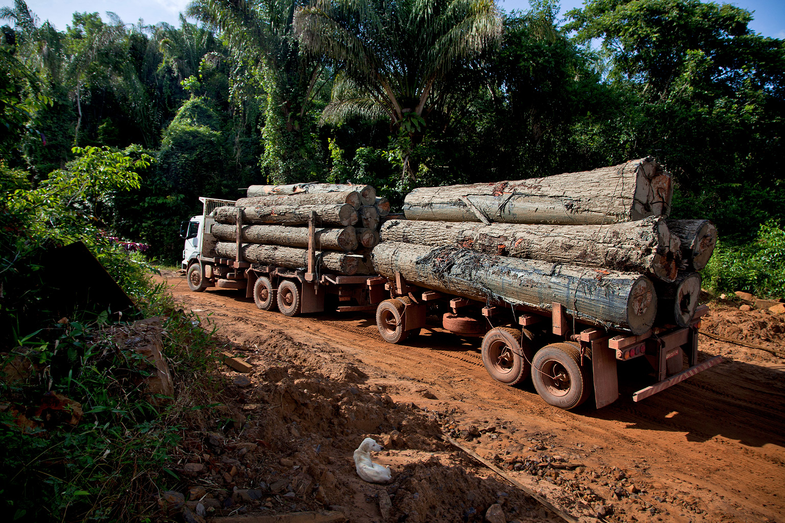 A truck carrying timber drives through the Amazon Rainforest.