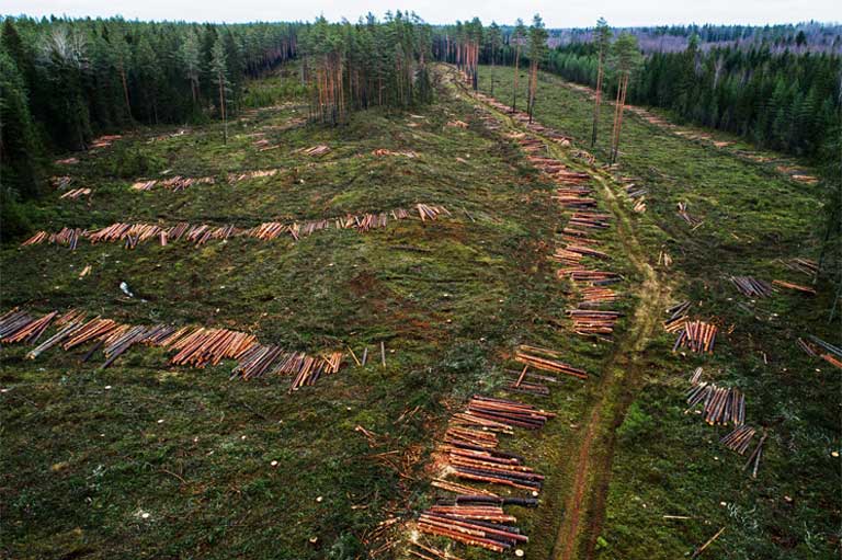 A section of Estonia’s Kurgjia Forest after clear-cutting by an EU wood pellet maker.