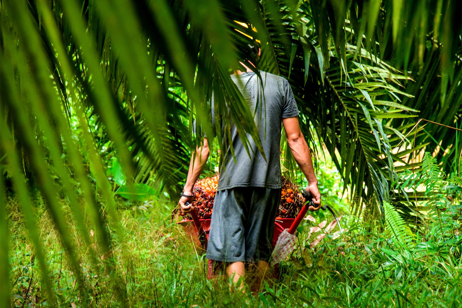 A man pushes oil palm.