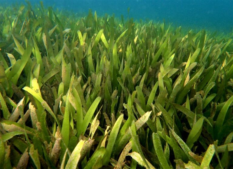 A healthy seagrass meadow. Image courtesy of Susantha Udagedara.