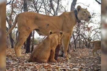 West African lioness Florence with one of her cubs.