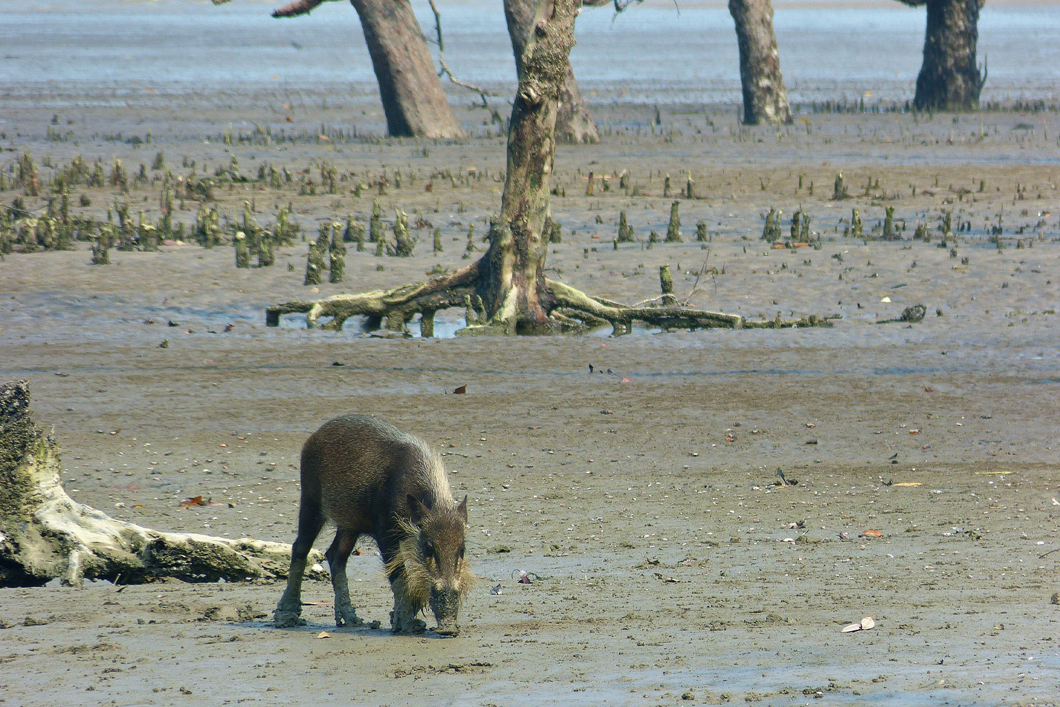 A bearded pig.