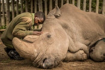 A wildlife ranger comforts Sudan, the last living male Northern White Rhino left on the planet, moments before he passed away March 19, 2018 at Ol Pejeta Wildlife Conservancy in northern Kenya. Photo courtesy of Ami Vitale.