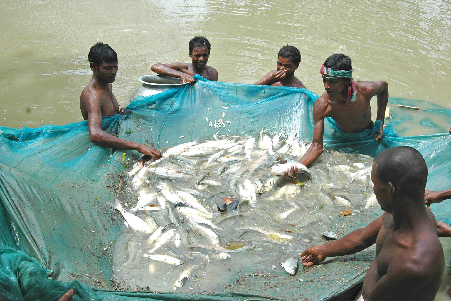 Harvesting fish from pond of an Adivasi farmer. 