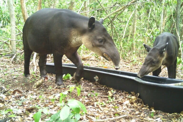 tapir