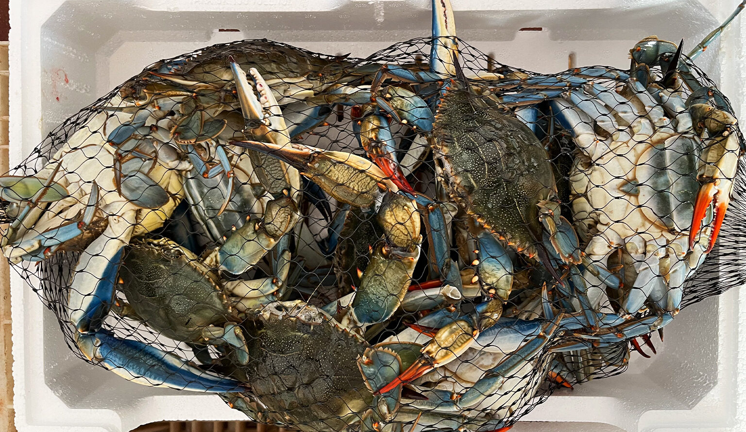 Atlantic blue crabs (Callinectes sapidus) caught in Italy.
