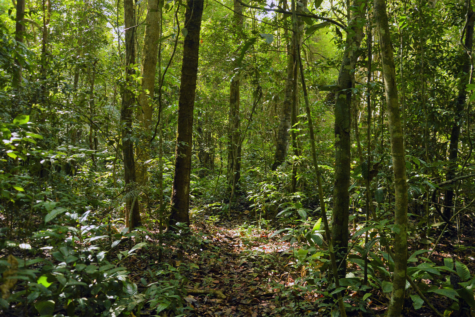 A secondary forest in the Tapajós River region.