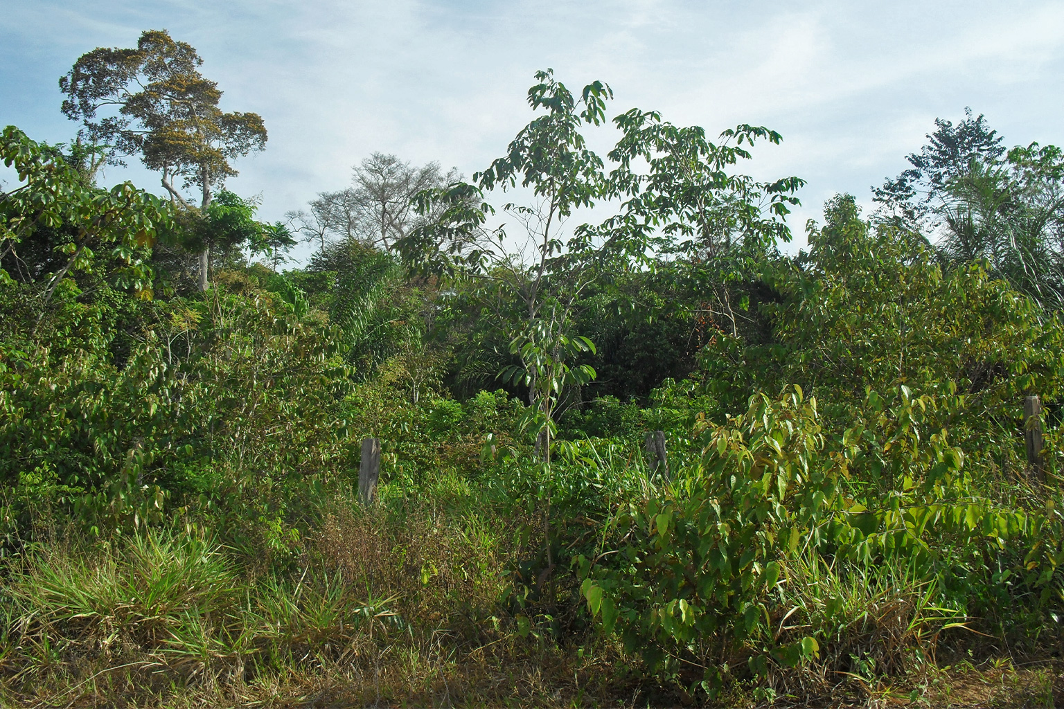 A secondary forest during its first years of regeneration in the Brazilian Amazon.