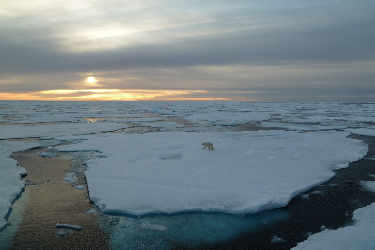 A lone polar bear crosses an ice floe in an Arctic region that is growing warmer.