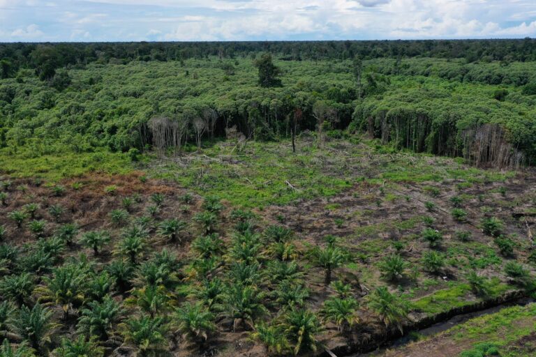 Verifying current and historical sustainable palm oil cultivation