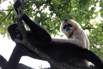 A pair of the critically endangered Hainan gibbons.