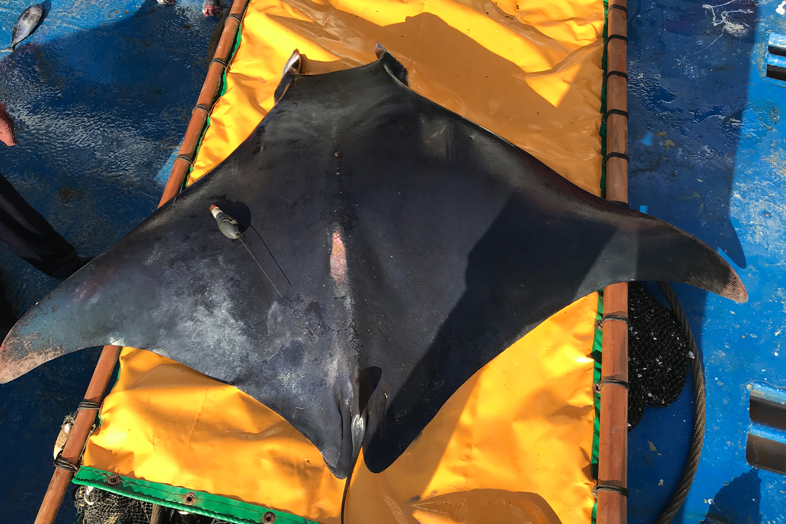 A bentfin devil ray (M. thurstoni) sits on a stretcher made with a bed of tarp made to transport mobulids from ship decks back to sea.