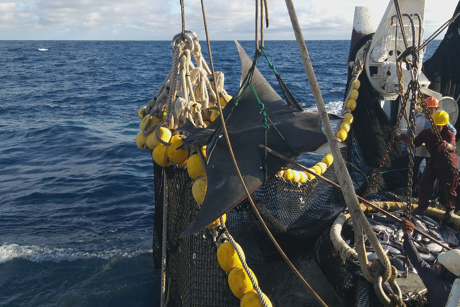 A sicklefin devil ray is moved back to sea in a net while a “brailer” net full of tuna sits on deck. 