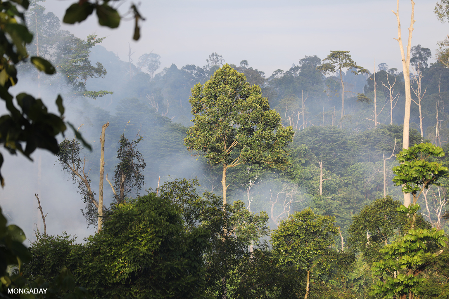 In Borneo, the 'Power of Mama' fight Indonesia's wildfires with all-woman  crew