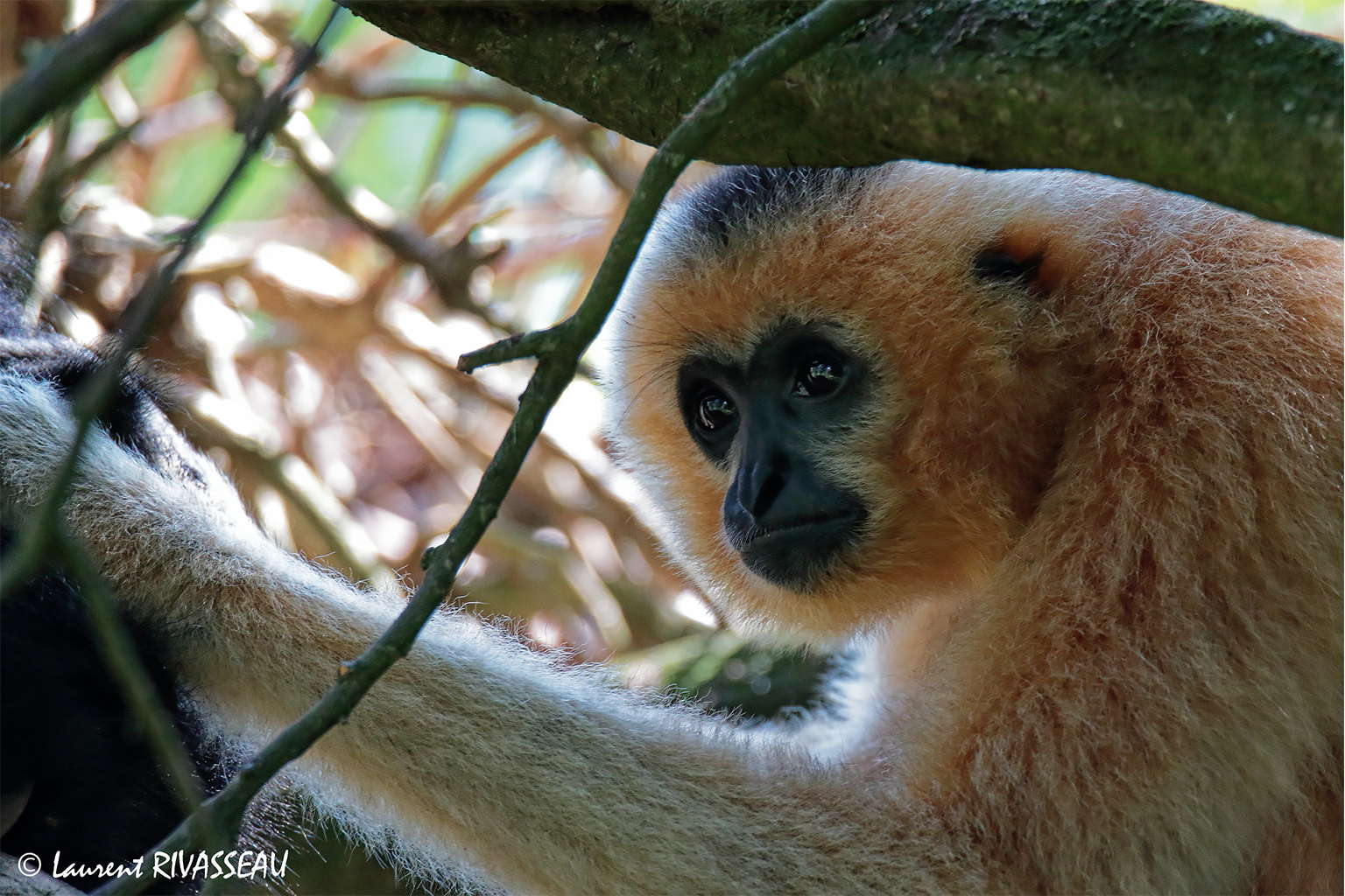 A female Hainan gibbon.