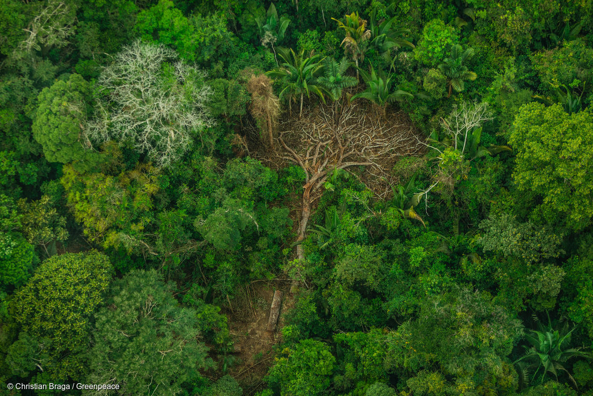 The Karipuna Indigenous territory in Brazil’s Rondônia state has been rapidly destroyed by illegal logging. Although recognized as Indigenous Land by Brazilian in 1988, over 11,000 hectares of the forest have already been destroyed. Image by Christian Braga for Greenpeace.