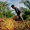 A worker sorts through harvested oil palm.