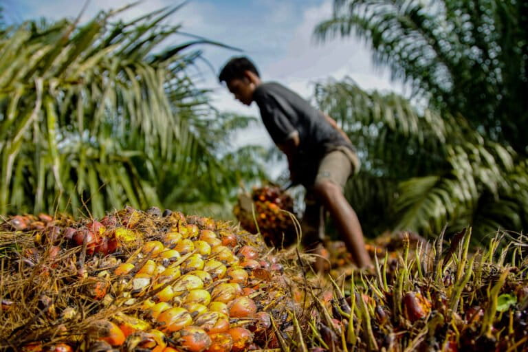 A worker sorts through harvested oil palm.