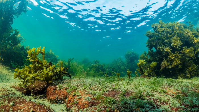 CO2 in, methane out? Study highlights complexity of coastal carbon sinks