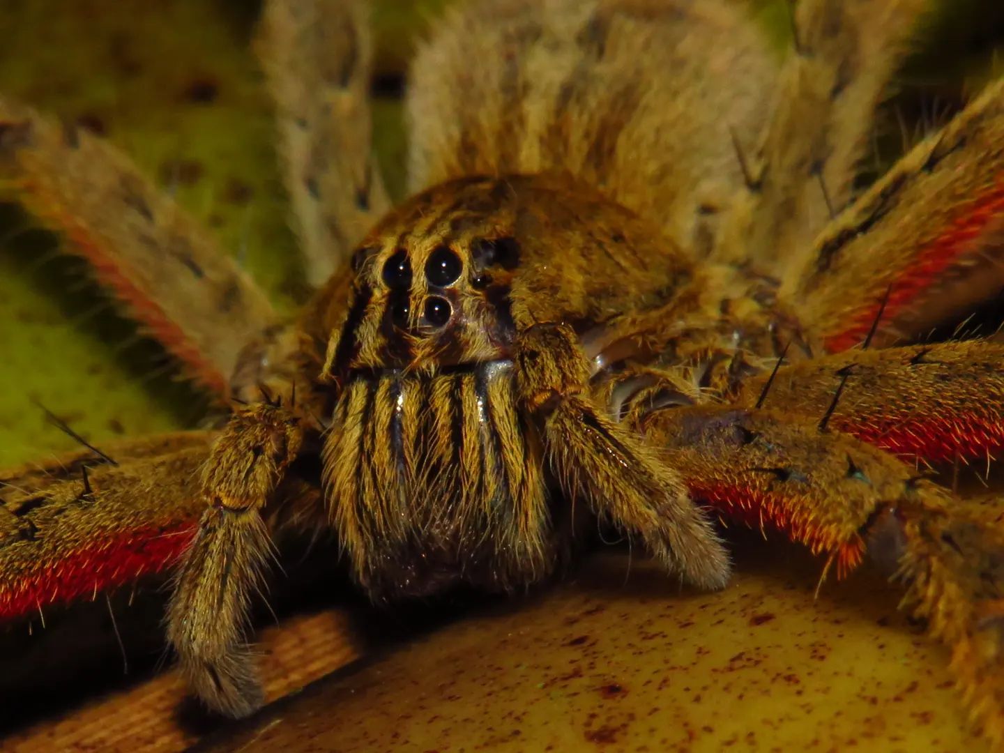 A red-legged wandering spider (Cupiennius coccineus).