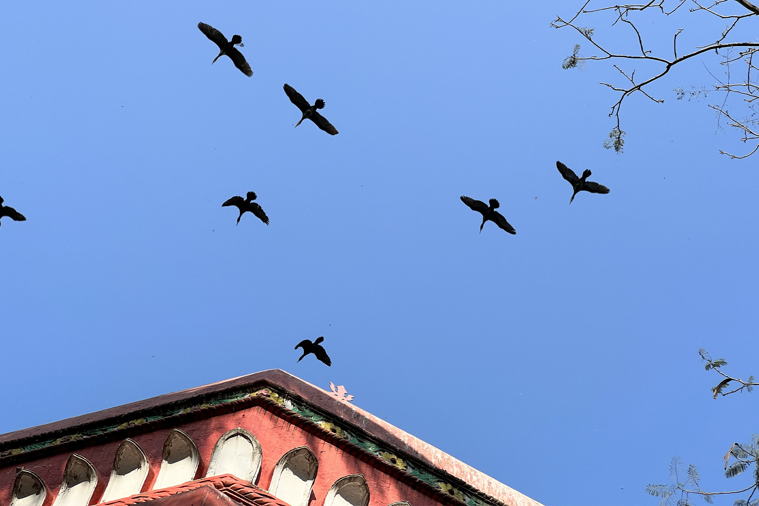 A flock of migrating birds taking flight.