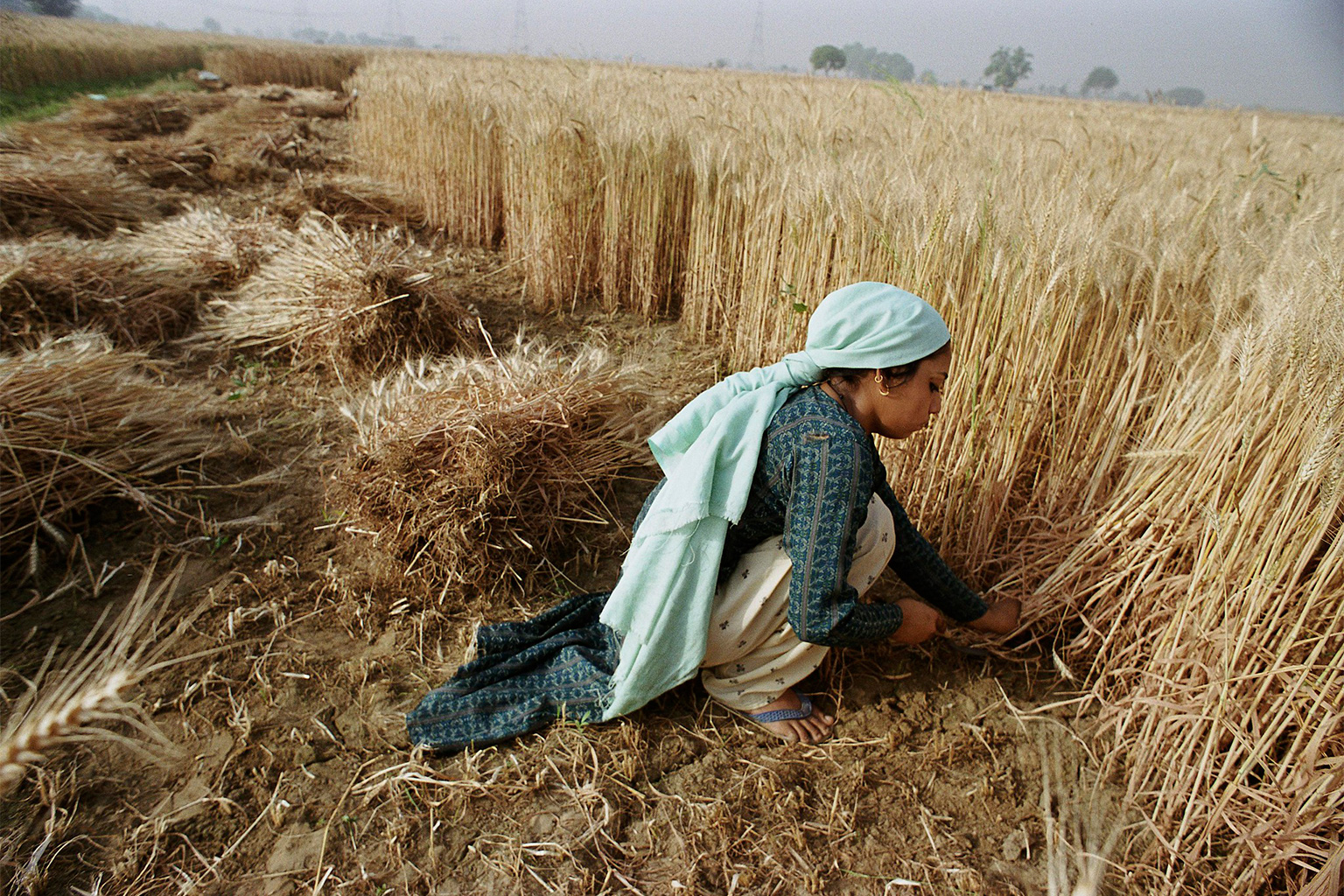 A farmer harvesting crops.