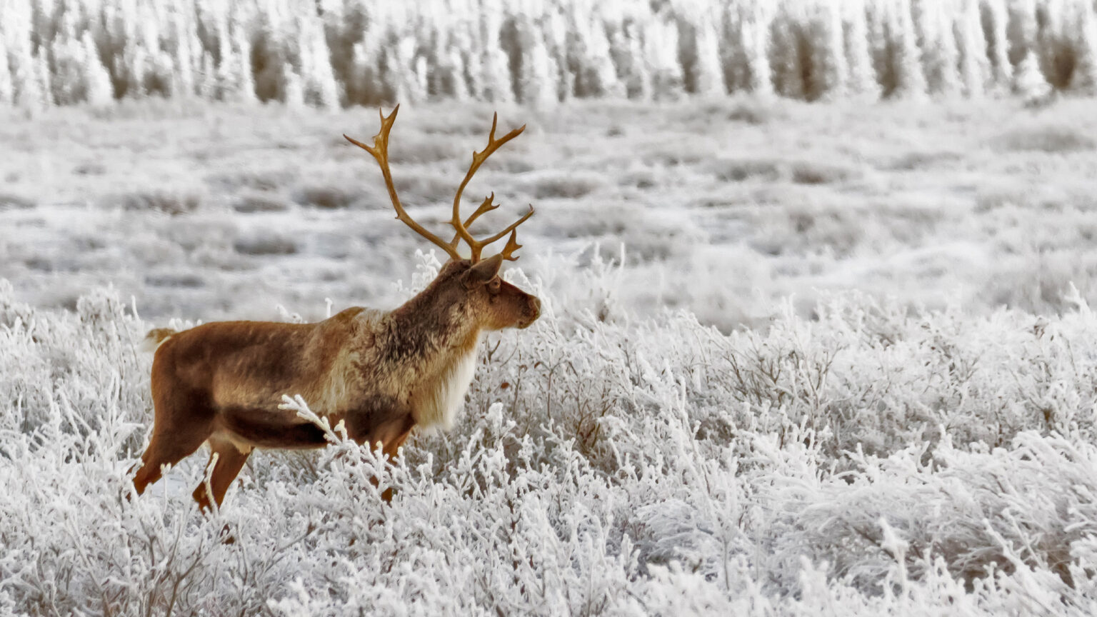A Caribou Hunter And Researchers Uncover The Impact Of Climate Change Porcupine Caribou 1 1536x864