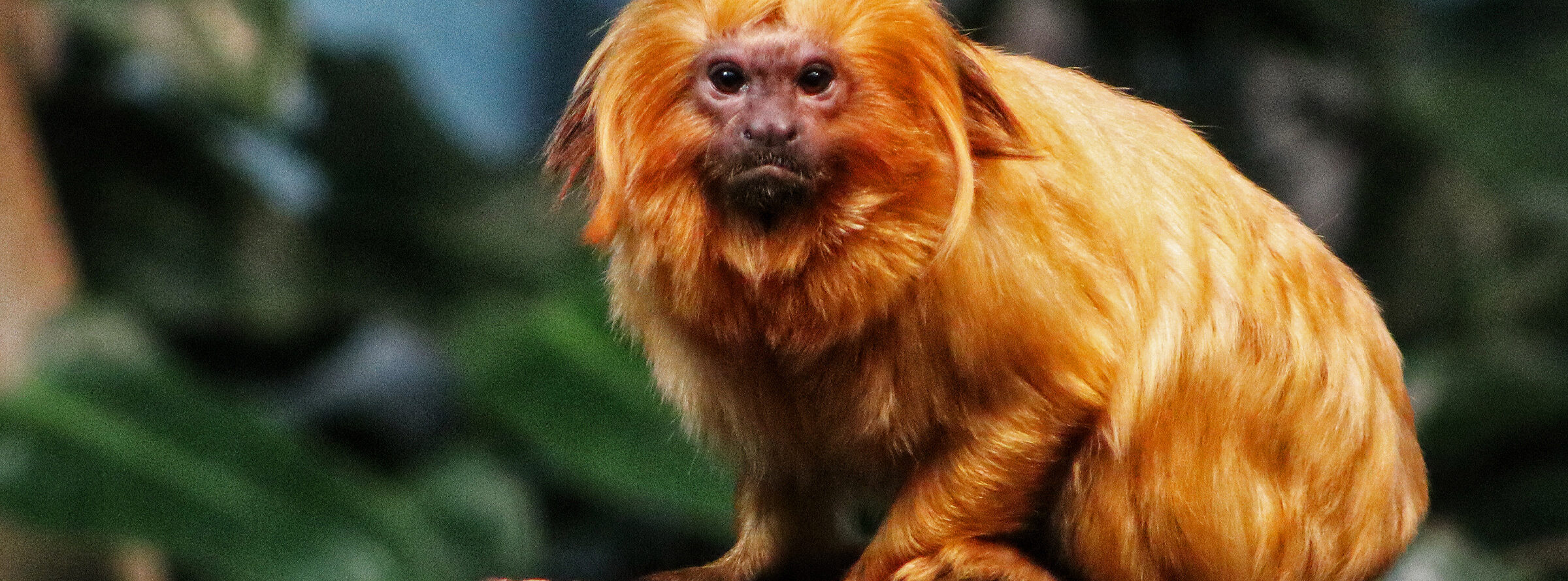 The endangered golden lion tamarin (Leontopithecus rosalia).