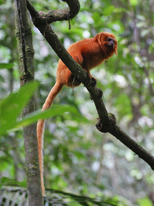 A golden lion tamarin