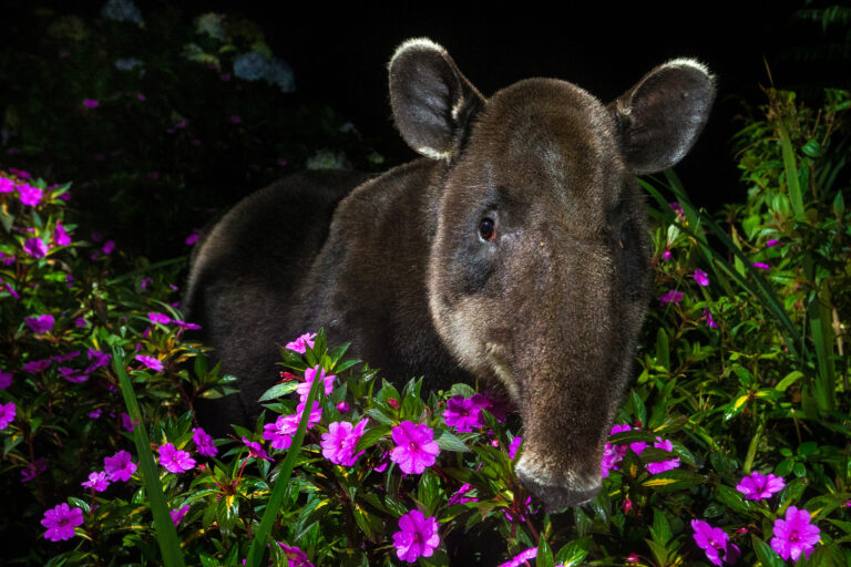 A Baird's tapir walking at night through her natural habitat.