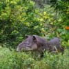 A Baird's tapir.