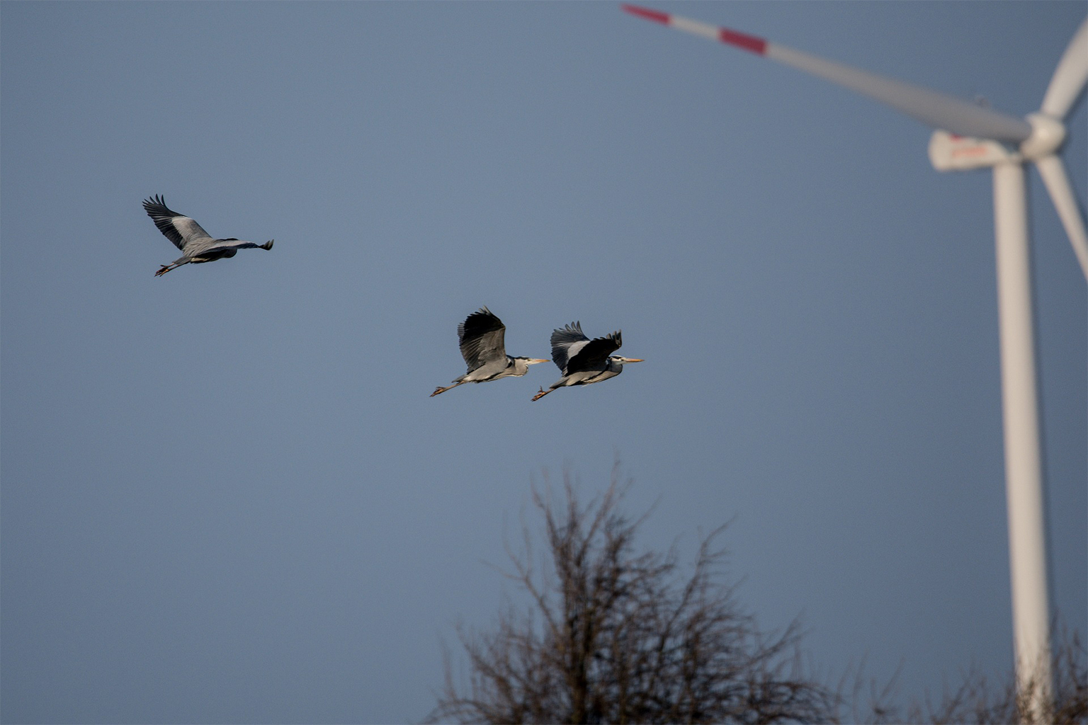 Birds flying by a wind turbine with red stripes painted on the blades.