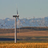 Birds flying through wind turbines.