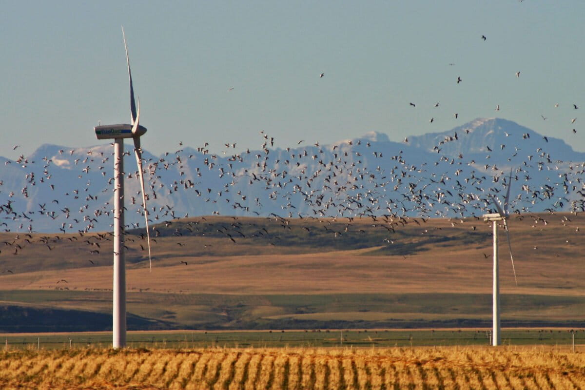 Birds flying through wind turbines.