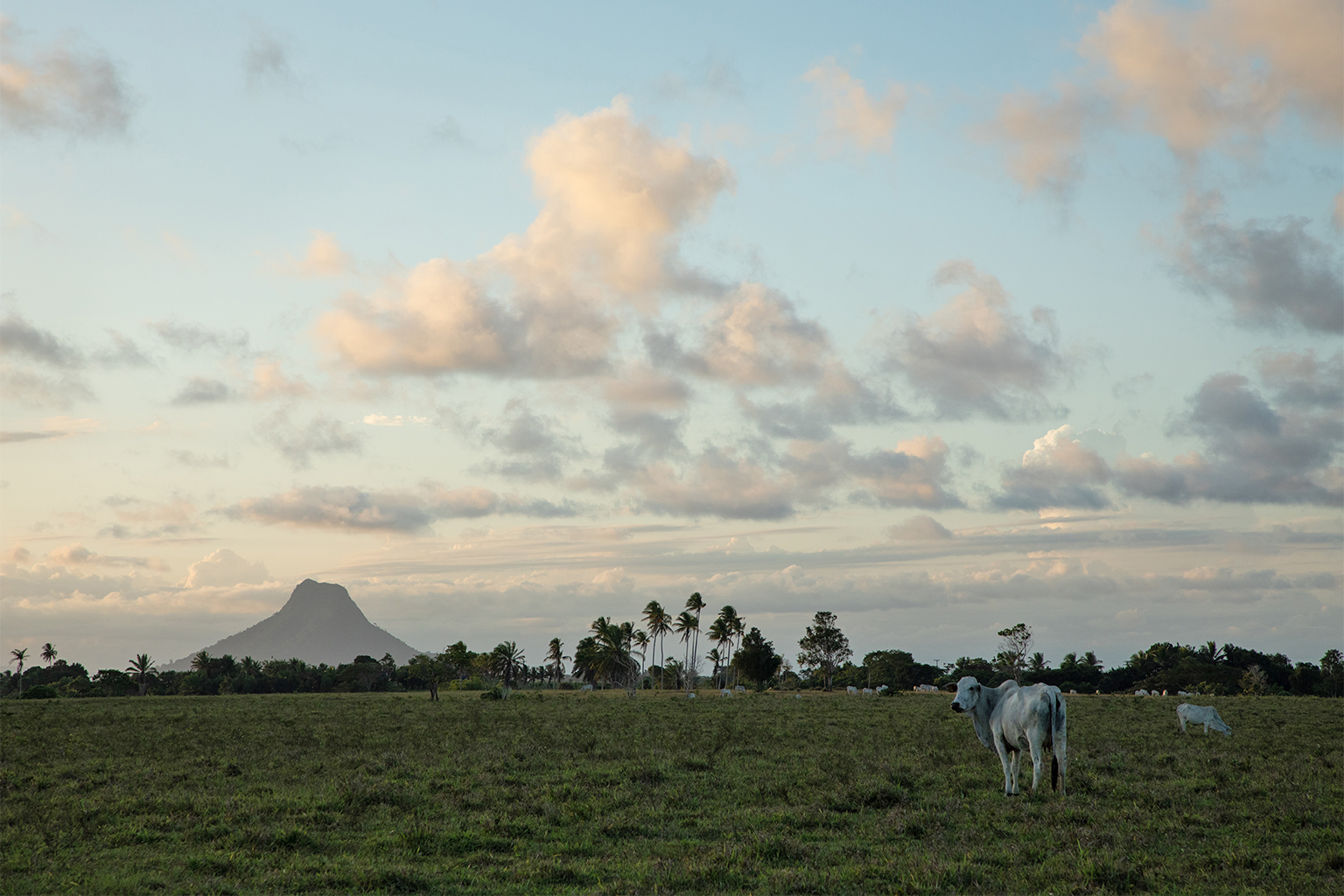 A cow grazes on pasture overlapping the Comexatiba Indigenous Territory with Mount Pascoal in the background.