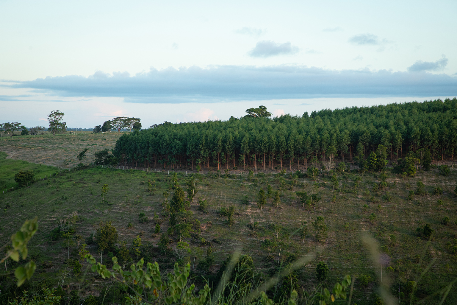 Agriculture, ranching, and eucalyptus plantations occupy much of the TI Comexatiba