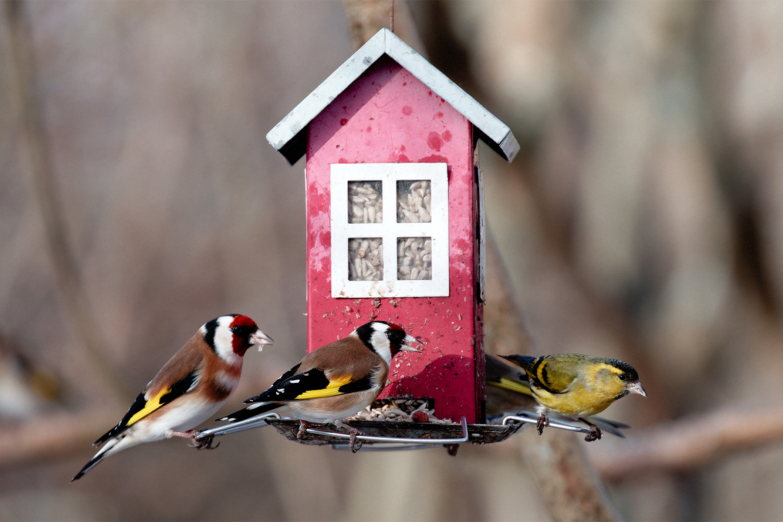 European goldfinches on a bird feeder.