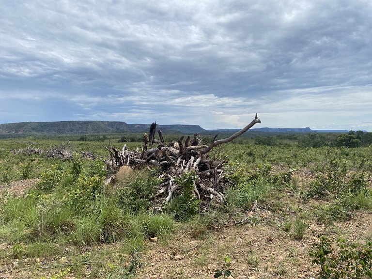 Deforestation in Brazil's Cerrado rises 3% in 2022/23