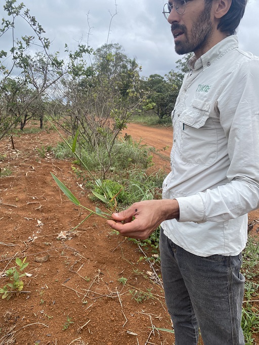 Deforestation in Brazil's Cerrado savanna hits seven-year high