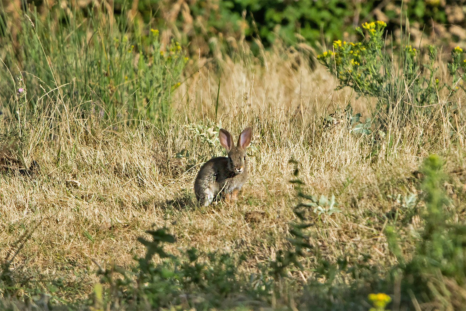 A European rabbit.