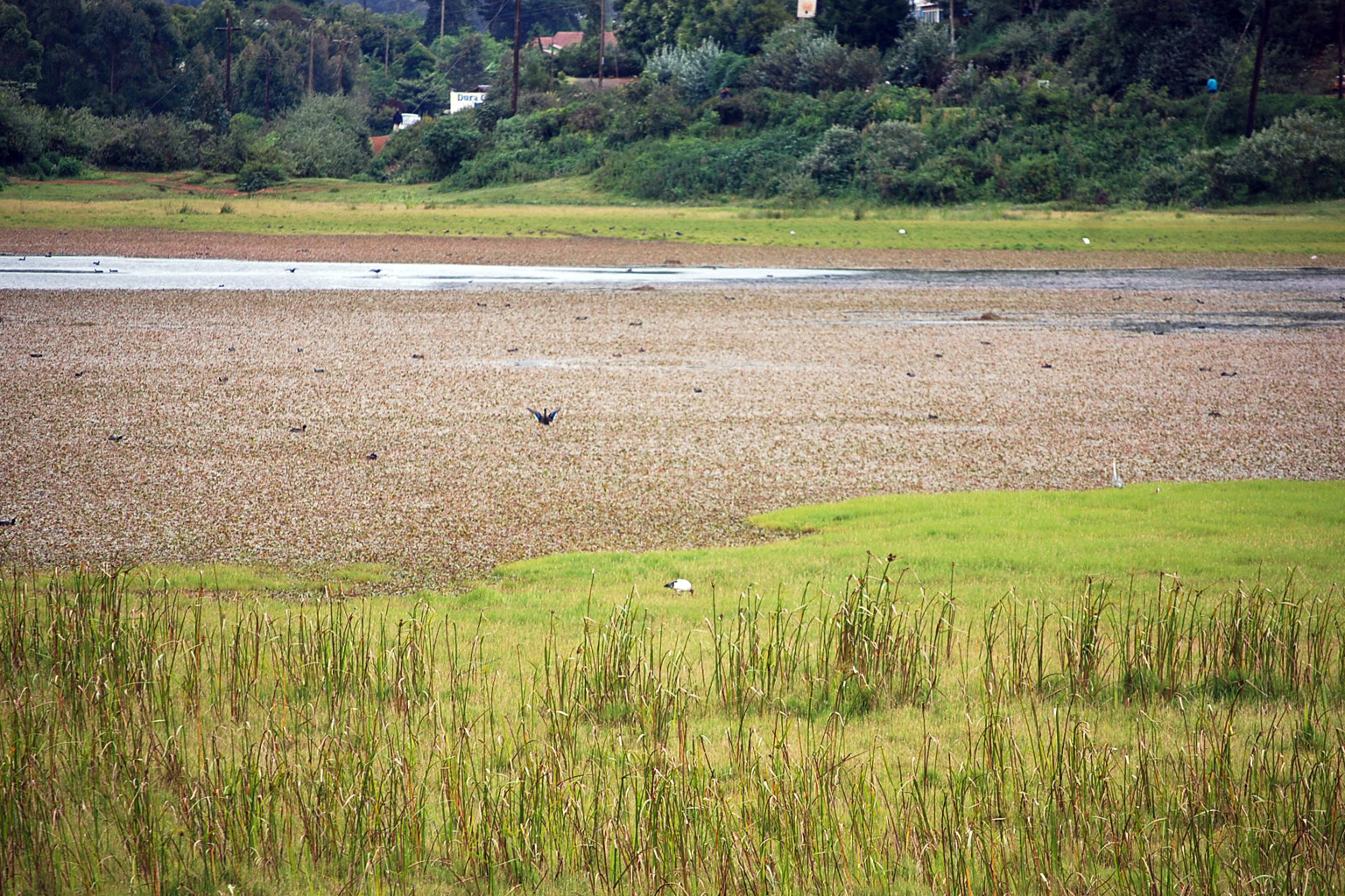 The Manguo swamp a few years ago.