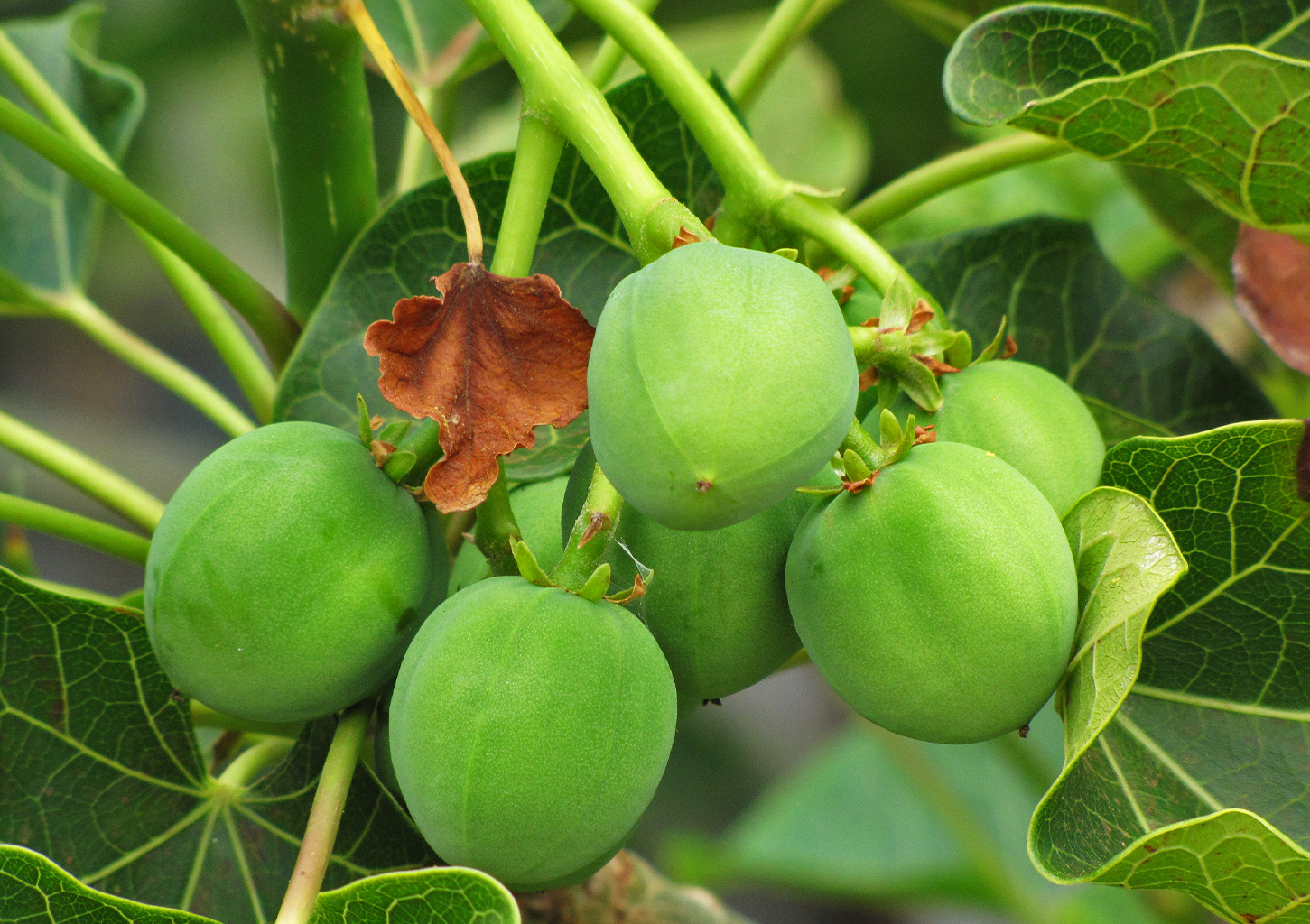 Jatropha fruit.