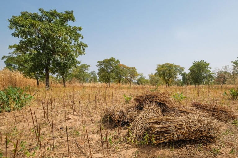 In Ghana, the vague definition of “marginal lands” led to the loss of local communities’ access to ecosystem services on land turned over to jatropha plantations.