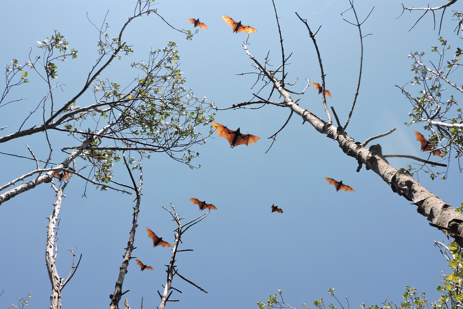 Sulawesi flying foxes flying