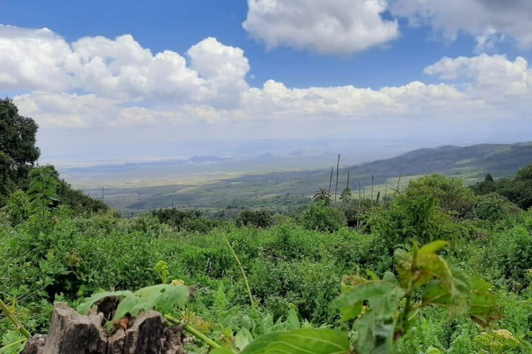 View looking out of central Kenya's Eburu Forest onto the valley below. Image courtesy Tsavo National Park (Fair use.)